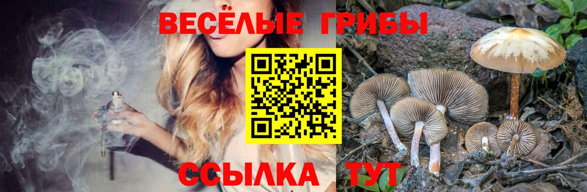 Псилоцибиновые грибы мицелий Пушкино